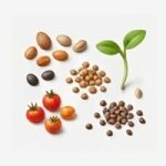Vegetable Seeds