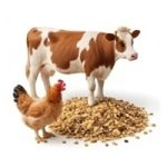 Animal Feeds