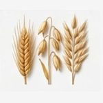 Grain Foods