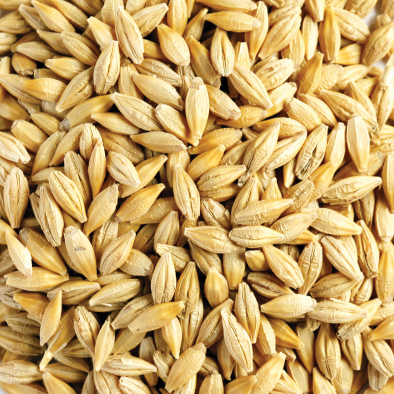 barley Barley - Image 1