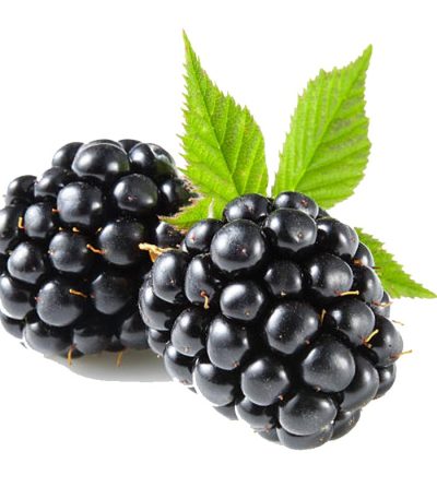 Black Berry Fruits