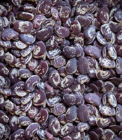 Black Speckled Kidney Bean