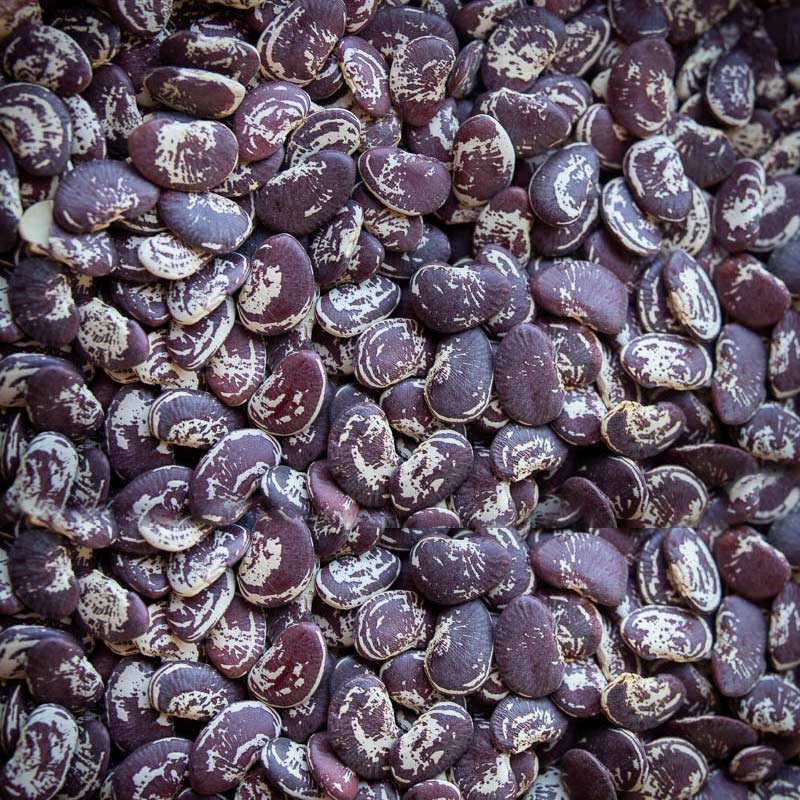 Black Speckled Kidney Bean