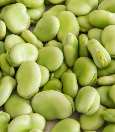 Broad Bean