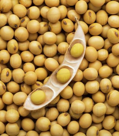 dry soya beans