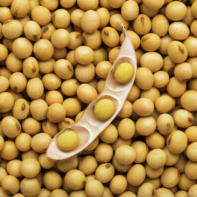 dry soya beans