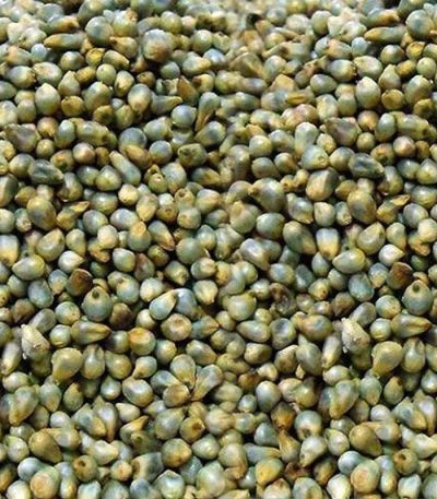 Green Millet