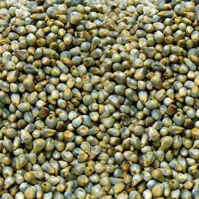 Green Millet