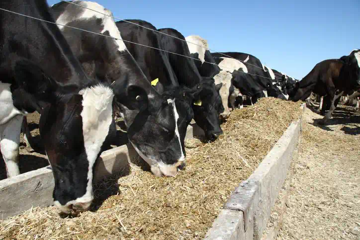 gross-akri-supplier (1)_result Cattle Feed - Image 1