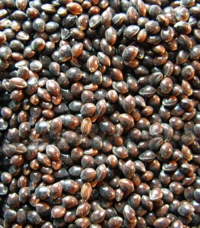 Hulled Black Millet
