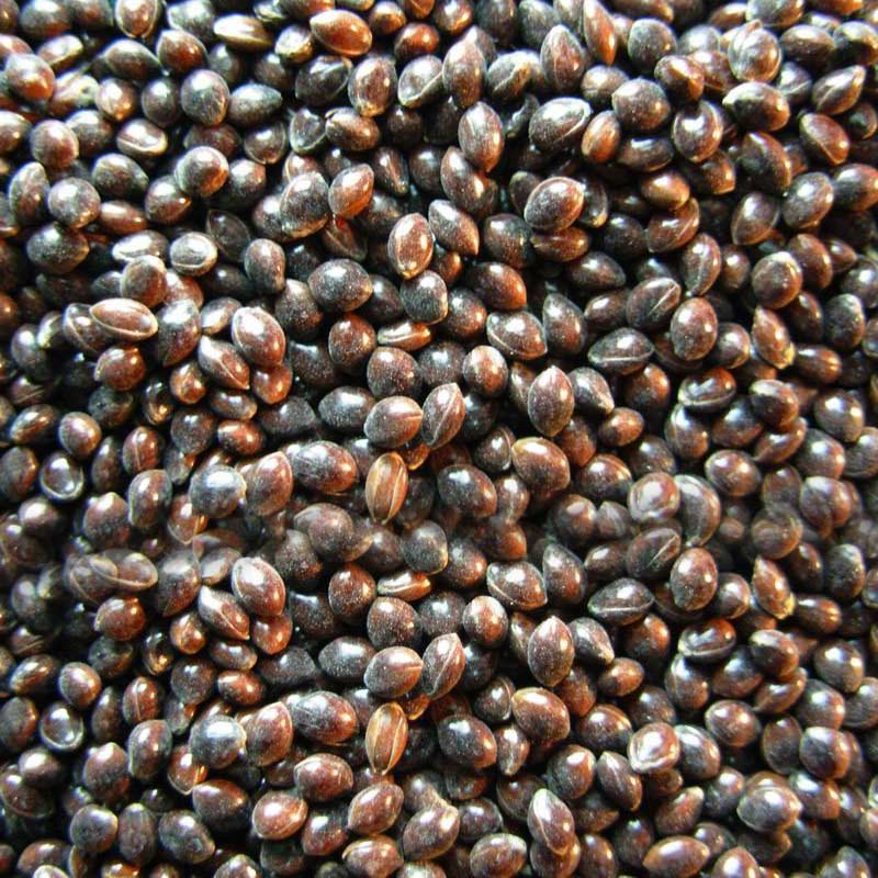 Hulled Black Millet