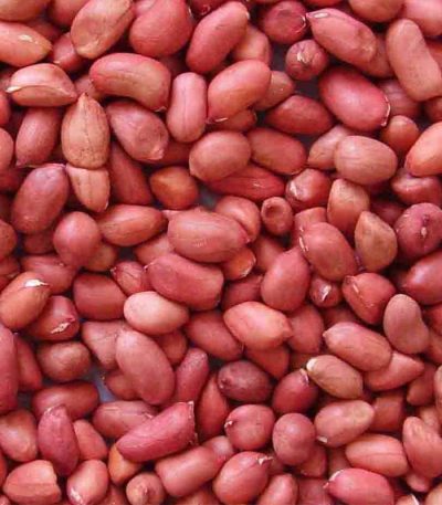 Red Skin Peanut