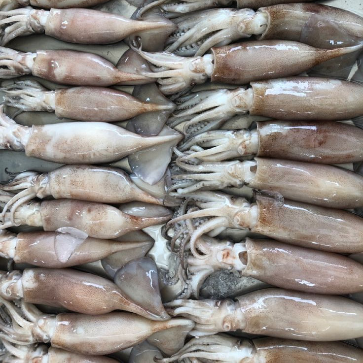 squid fresh catch Squid Seafood - Image 1