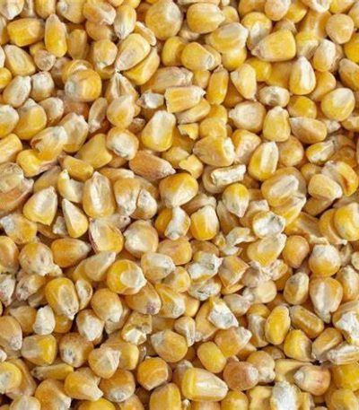 Yellow Maize