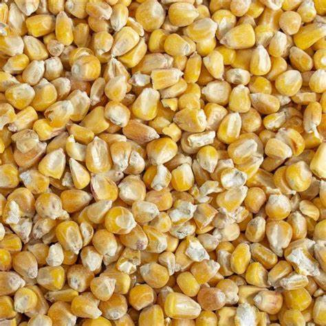 Yellow Maize
